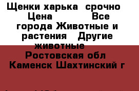 Щенки харька! срочно. › Цена ­ 5 000 - Все города Животные и растения » Другие животные   . Ростовская обл.,Каменск-Шахтинский г.